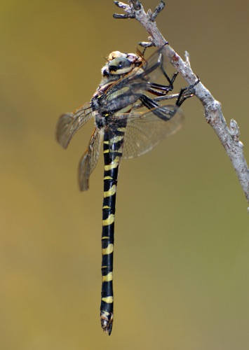 Female
2008_04_11_FL